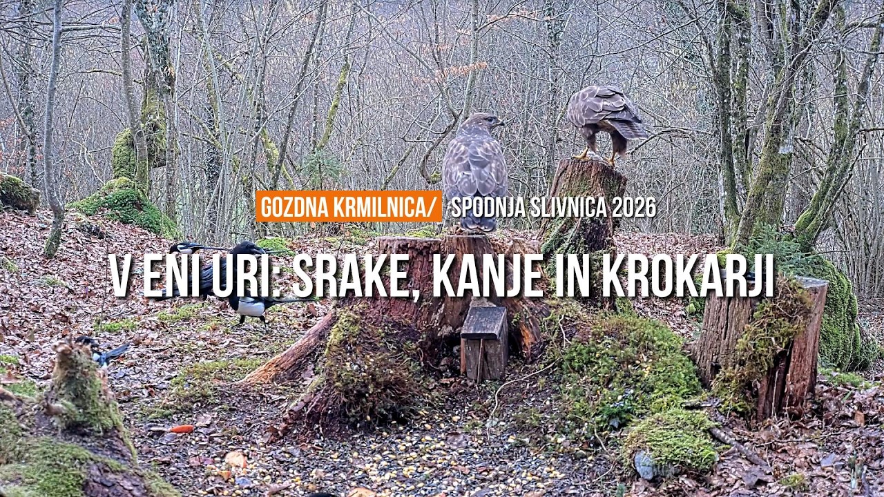 V eni uri: srake kanje in krokarji | In One Hour: Magpies, Buzzards and Ravens