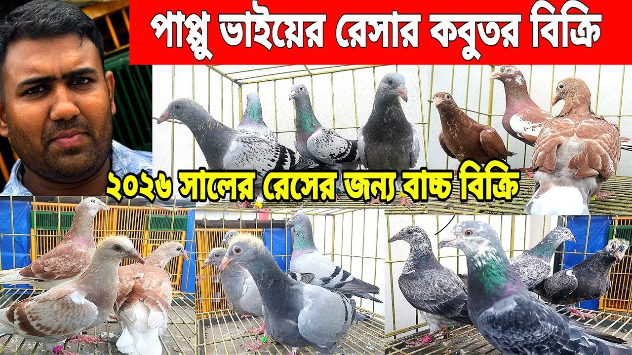 পাপ্পু ভাইয়ের লফ্টের রেসার কবুতর বাচ্চা বিক্রি,রেসার কবুতর খামার,আসল রেসার কবুতর কিনুন, mohsintv