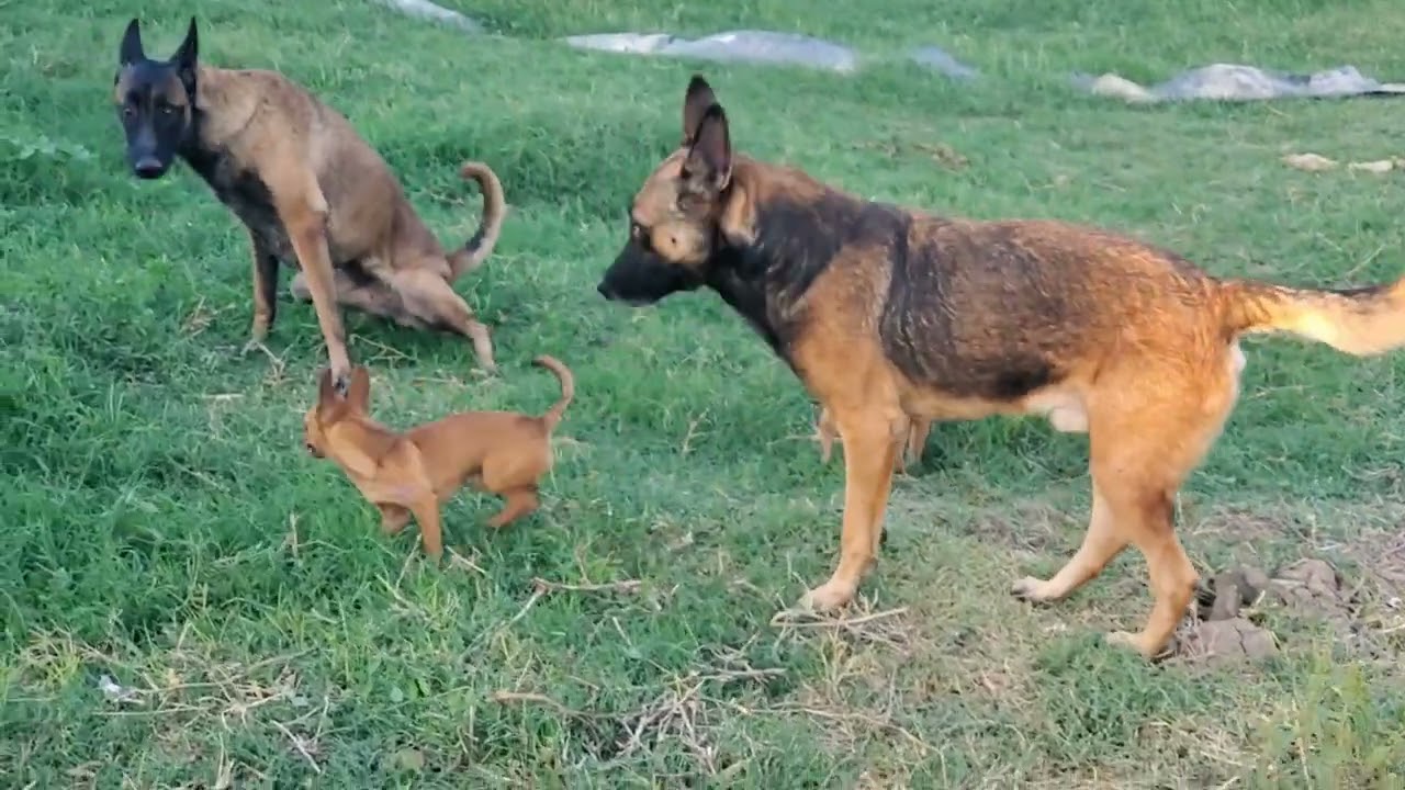 Different types of breeds, dogs with specific specifications and temperaments.