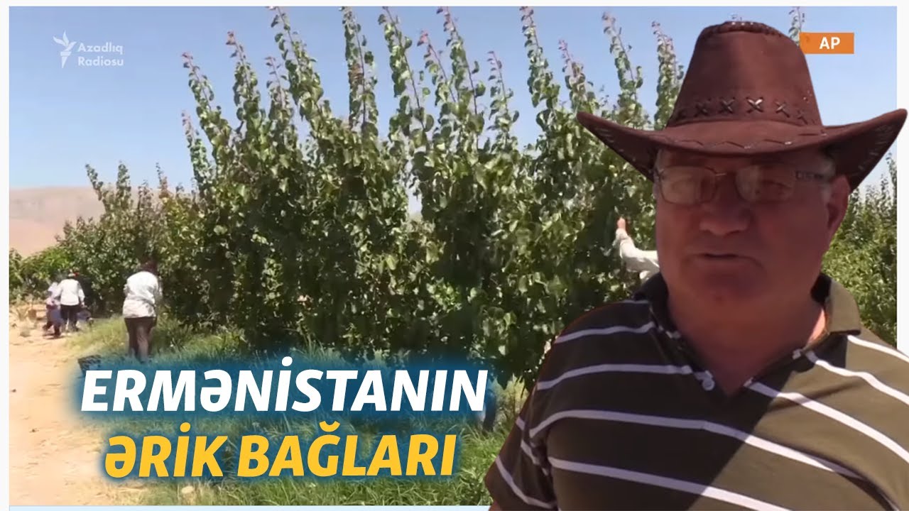 Ermənistanda ərik yetişdirənlər: 