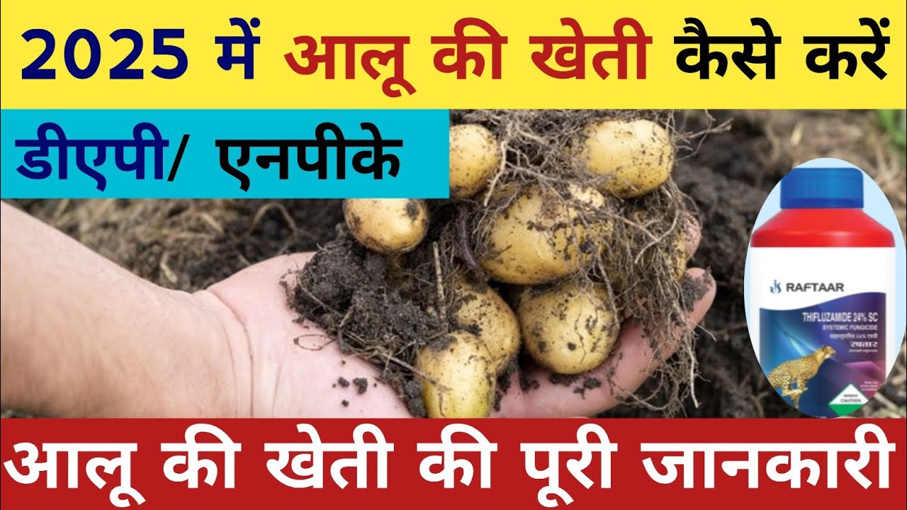 आलू की खेती कैसे करें Hindi ||How to grow potato India। आलू में कौन सी खाद और कीटनाशक डालें 