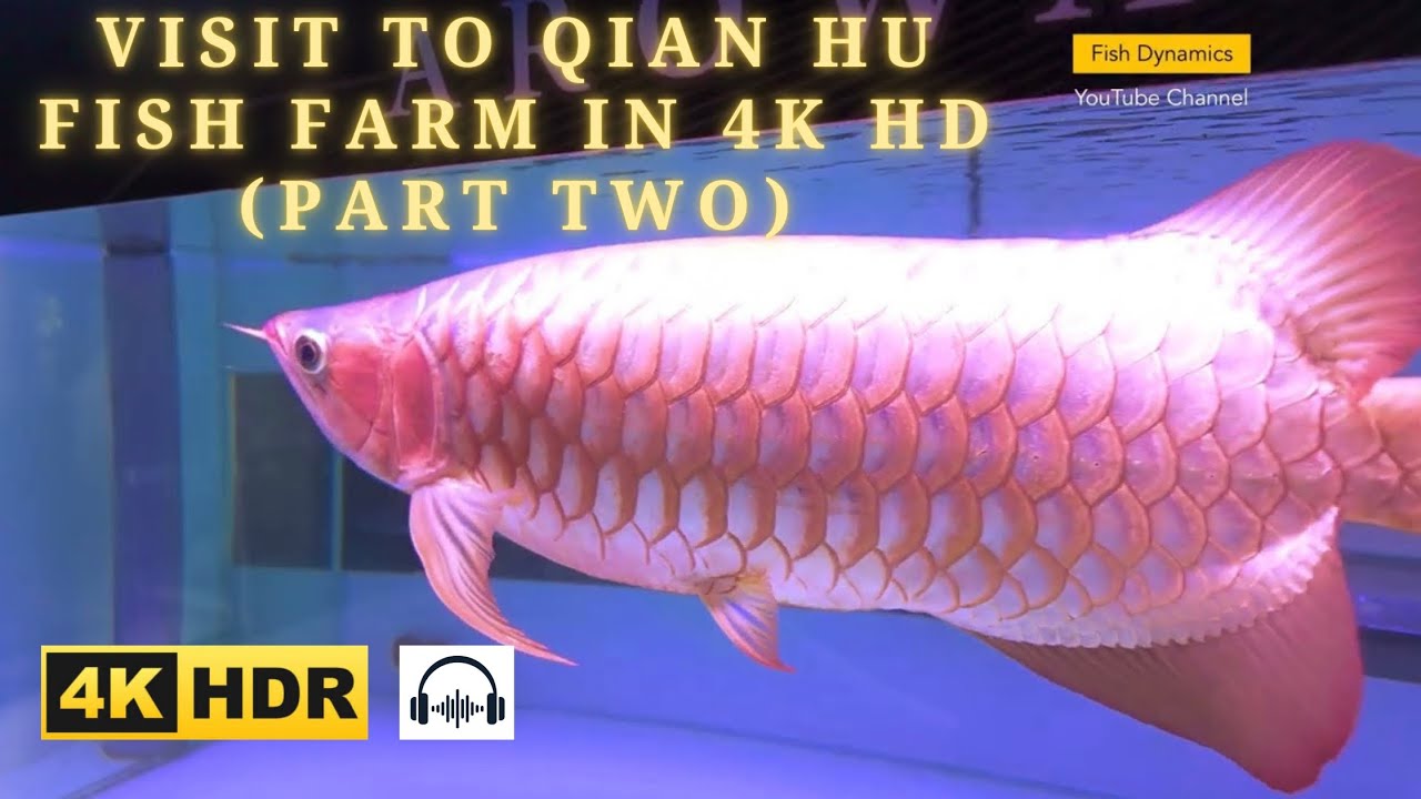Visit To Qian Hu Fish Farm in 4K HD - Part Two