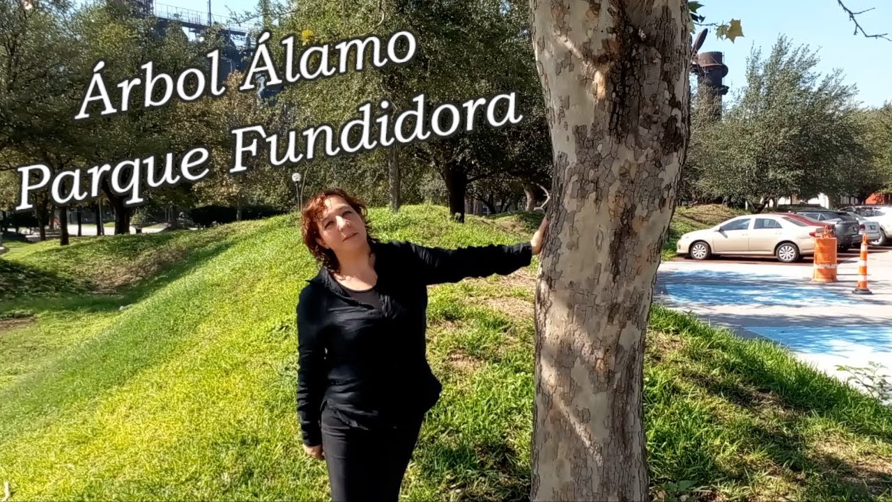 Árbol Álamo Blanco y Maravillosa Anacahuita en Parque Fundidora Monterrey, N.L.
