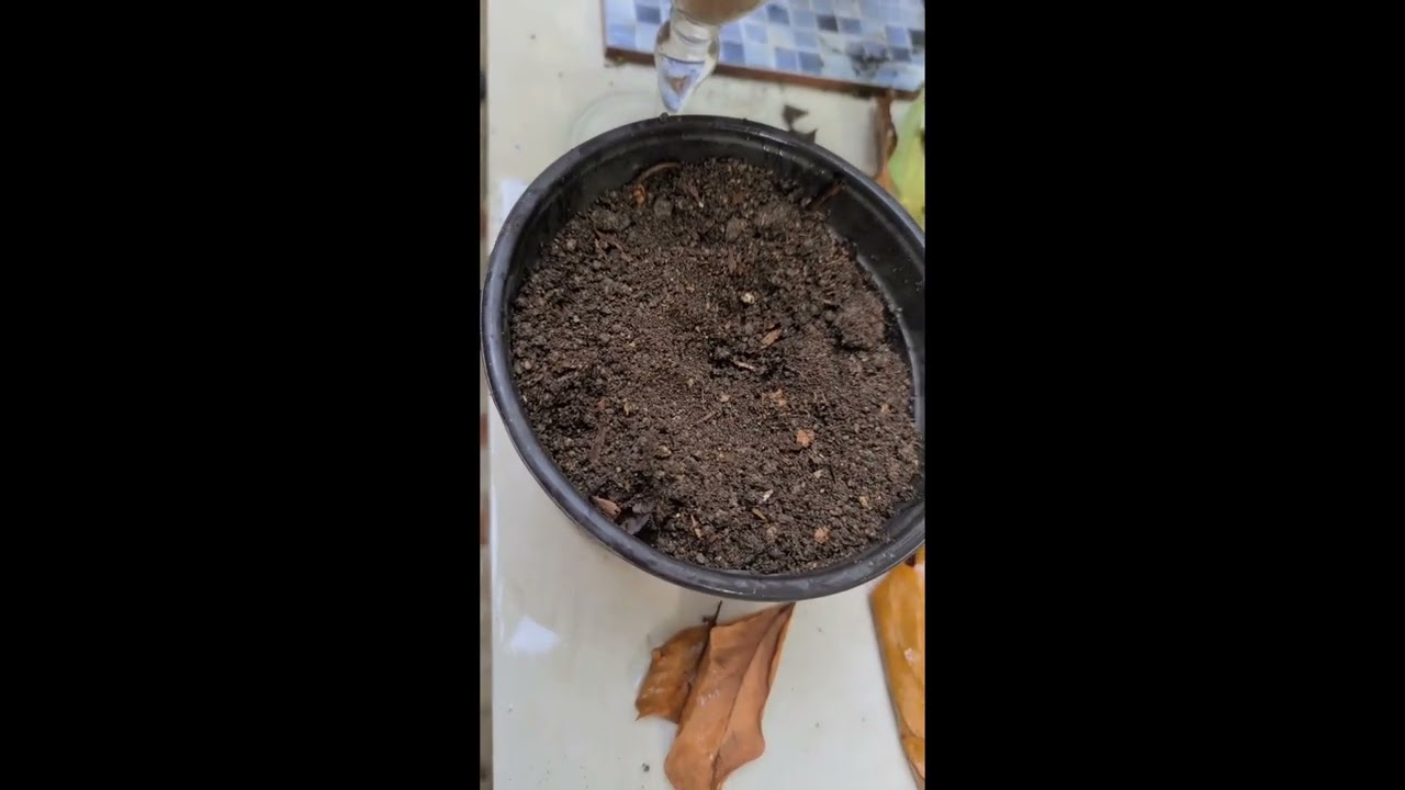 El Secreto para sembrar la ROSA DE JERICO