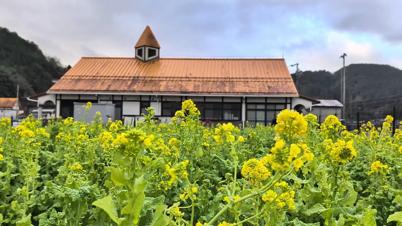 【寒咲花菜　洲原ひまわりの里】　岐阜県美濃市（みのし）　2026年1月11日（日）