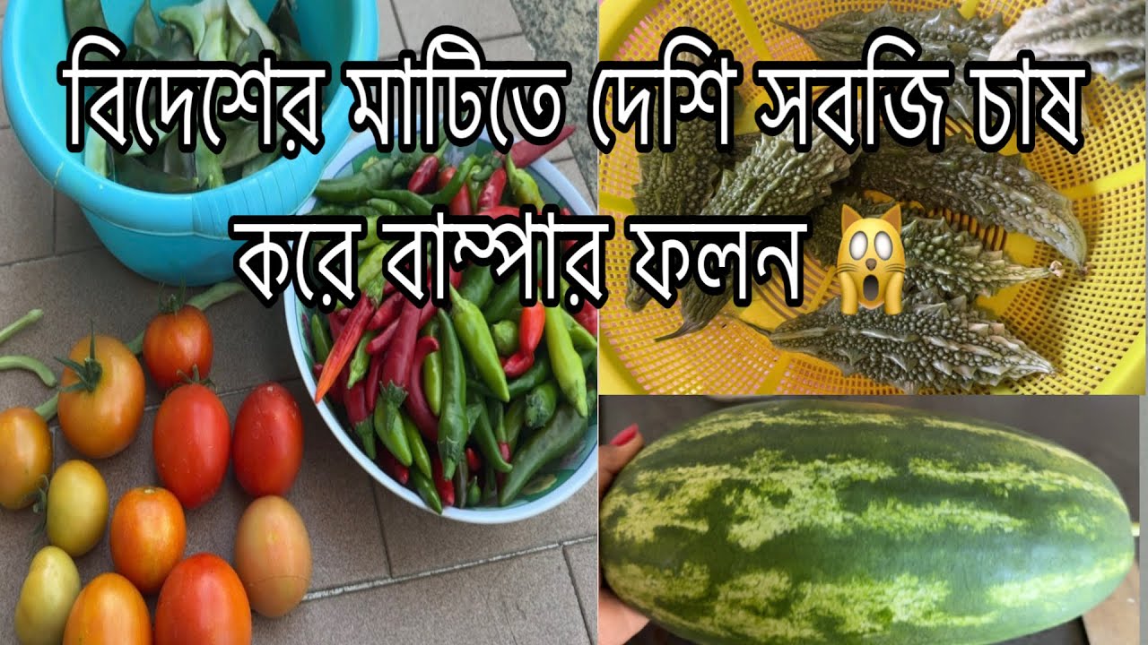 আজ বাগান থেকে অনেক রকমের সবজি সংগ্রহ করলাম 🌶️🥒| Vegetables harvest vlog | দেশি সবজি চাষ |