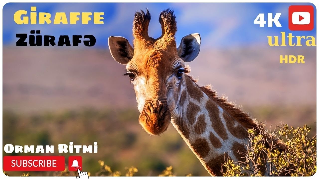 Giraffe - the tallest living creature on earth  4K HD  (Zürafə- yer üzündə yaşayan ən hündür məxluq)