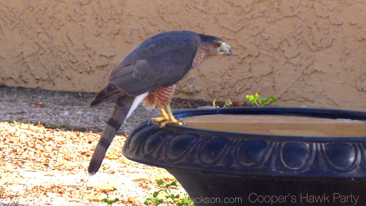 Cooper's Hawk Party