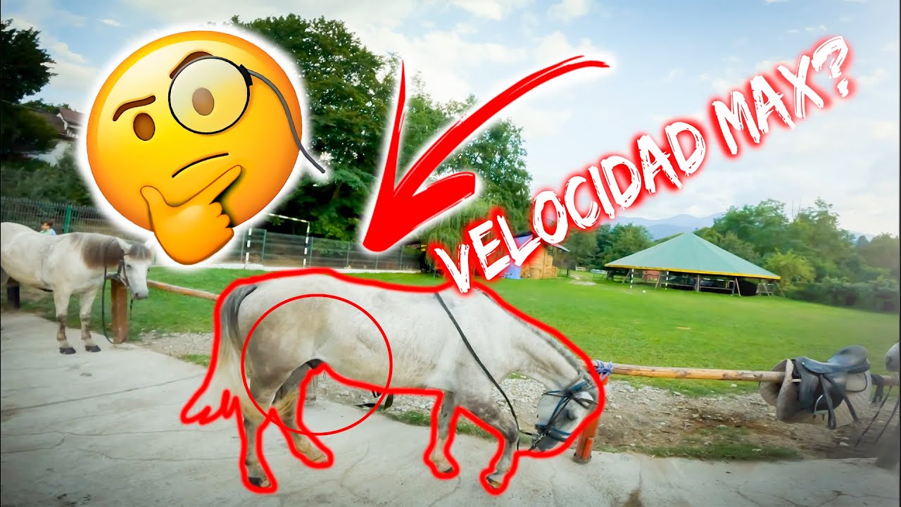 🥵 HAGO una REVIEW a un CABALLO🤣 DRPOV de VACACIONES en TRANSILVANIA