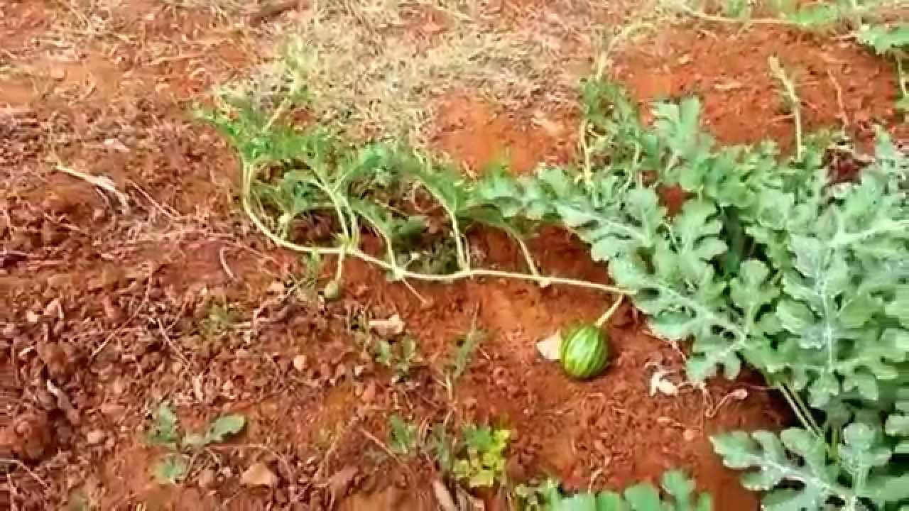 Anguria  come recidere le cime per facilitare la crescita dei frutti.