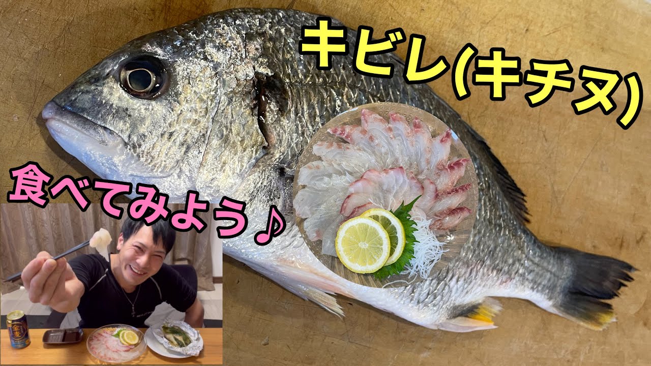 安っ！美味っ！！キビレ(キチヌ)を捌いて食う♪刺身OK？捌き方と豆知識☆