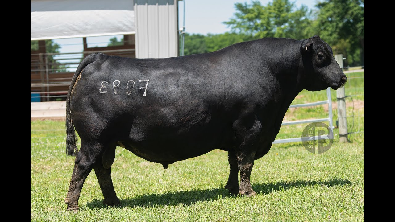0200AN10839 WOODHILL PAYWEIGHT C206-F093