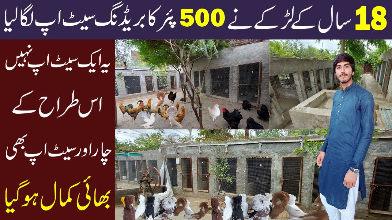 Pakistan Biggest Fancy Pigeon Farm | Top Quality Fancy Pigeon | Jacobin, Frillback, King Pigeon, GB