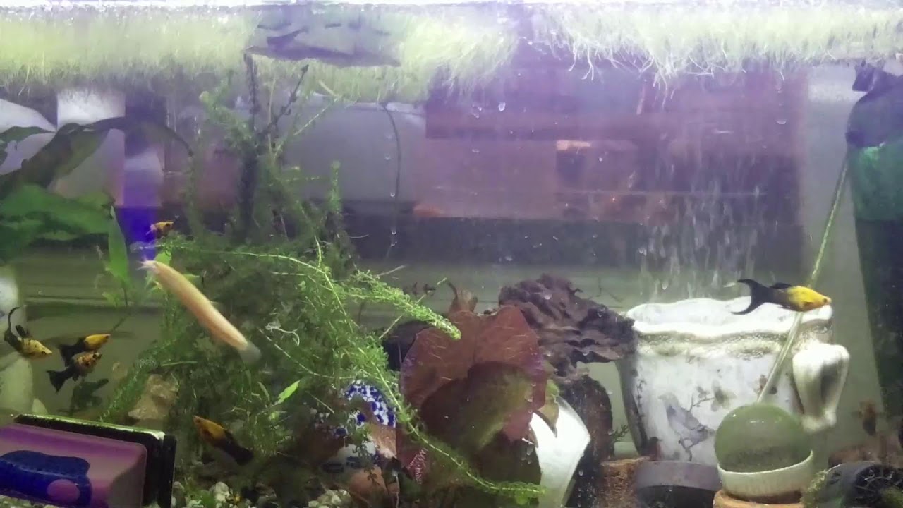Freshwater Tank Stream!