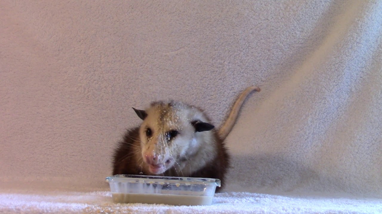 Proper Possum ASMR