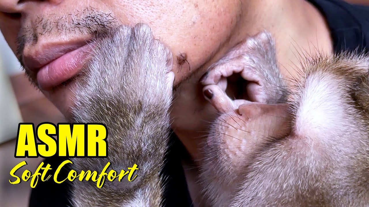 Best Unintentional ASMR – Satisfying Monkey Grooming Human (No Talking)