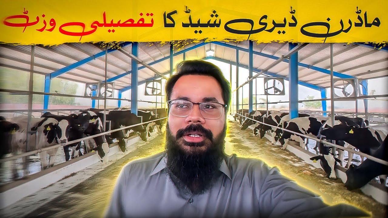 200 Animals Dairy Shed Construction in Pakistan | Design & Site Visit Explained