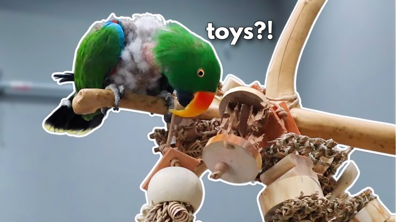 Teaching Plucked Birds to Play With Toys (How To Tutorial) | Ft Rusty The Eclectus Parrot