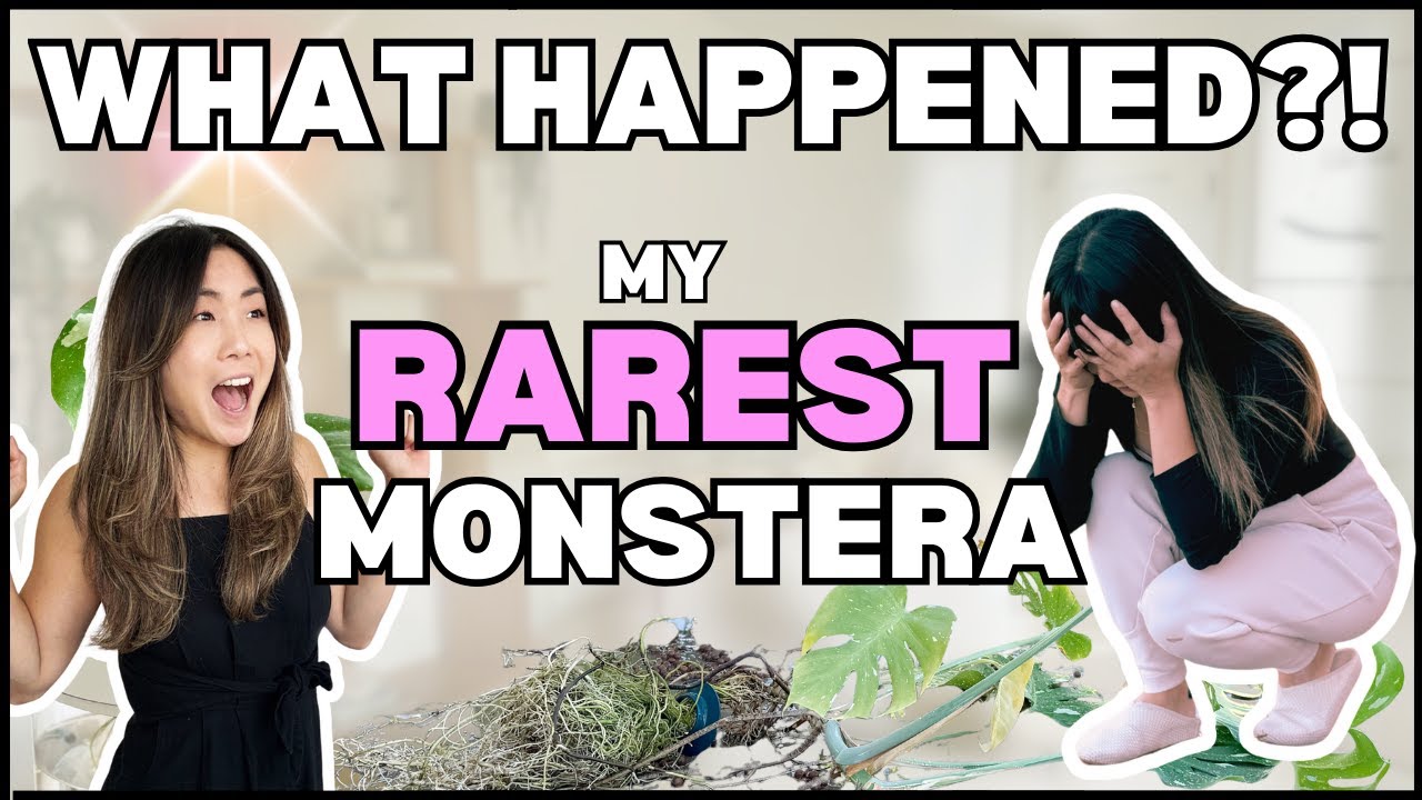 What Happened to my BIGGEST RAREST MONSTERA?! Repotting | Houseplant Care Routine | Plant Chores
