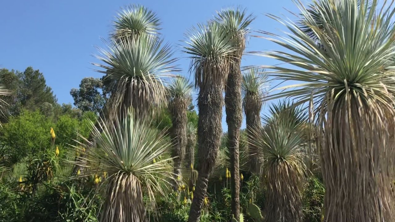 Yucca rostrata : entretien, plantation et utilisation ornementale