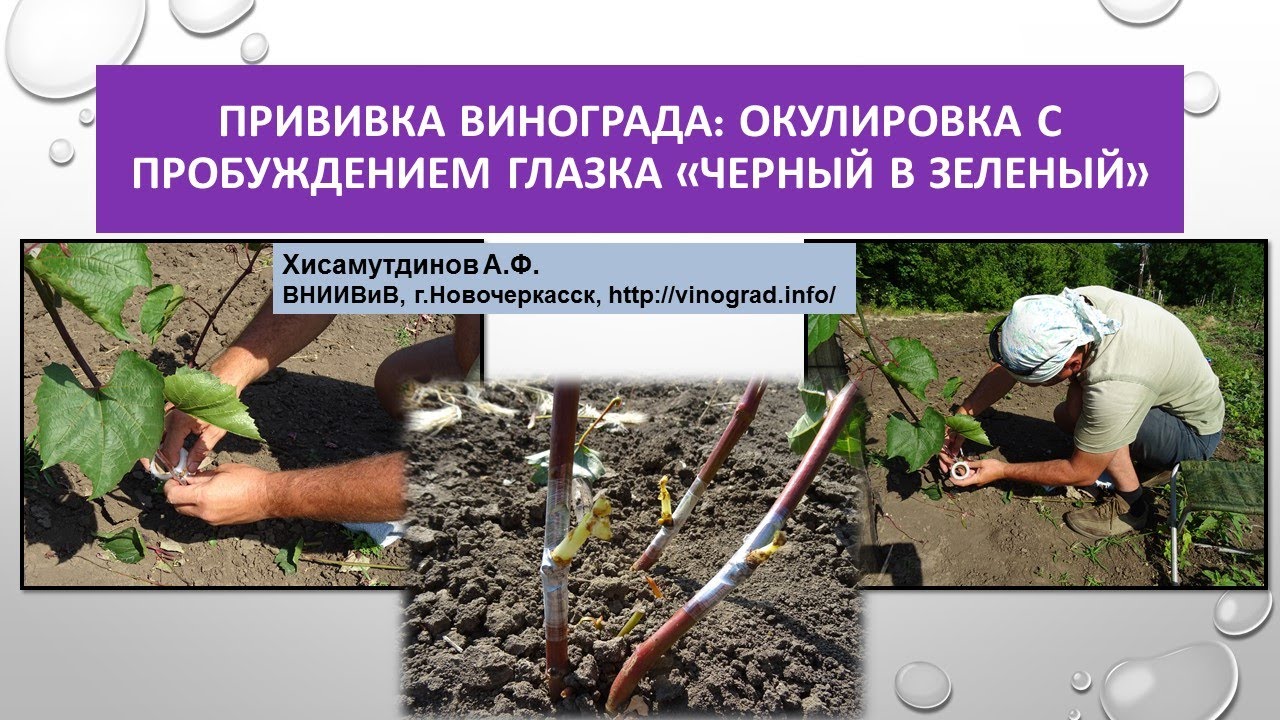Прививка винограда:окулировка с пробуждением глазка 