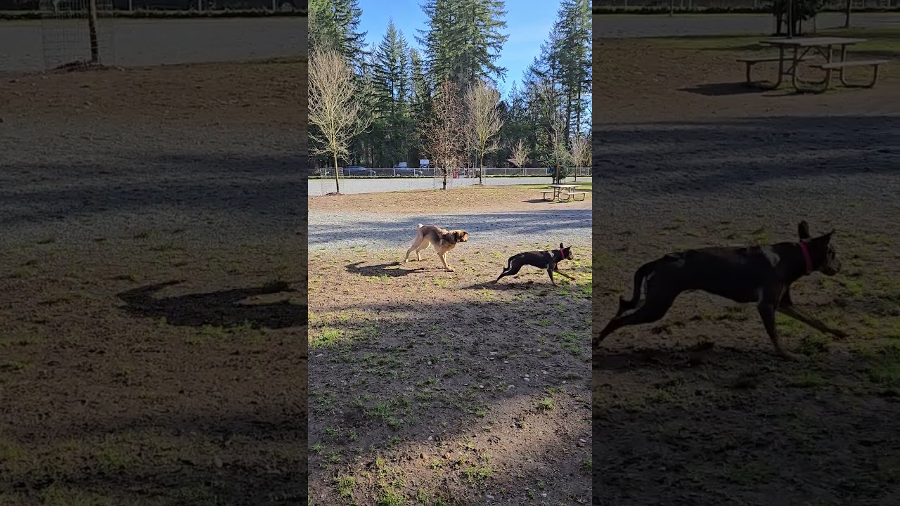 Charles in charge... mode. #germanshepherd #gsd #gsdplaying