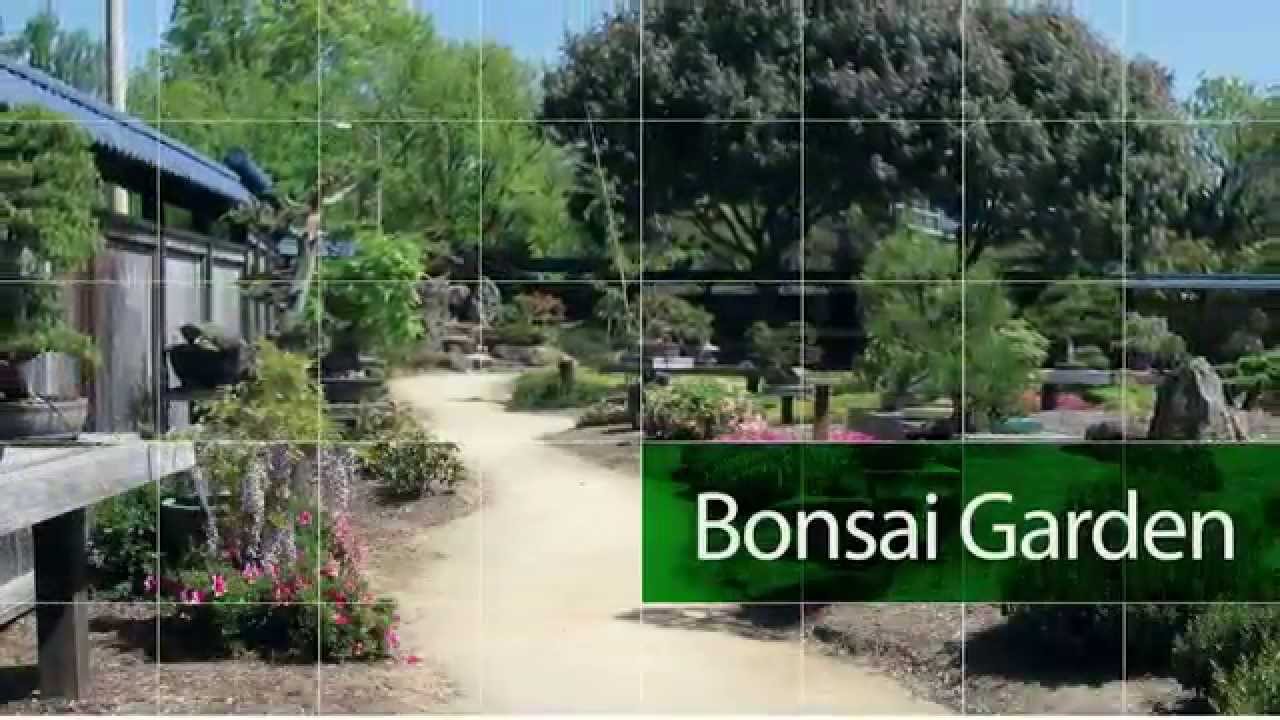 The Science of Bonsai, PART 2