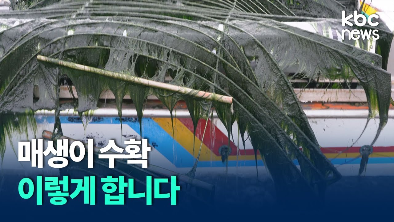 매생이 수확, 이렇게 합니다 / kbc뉴스
