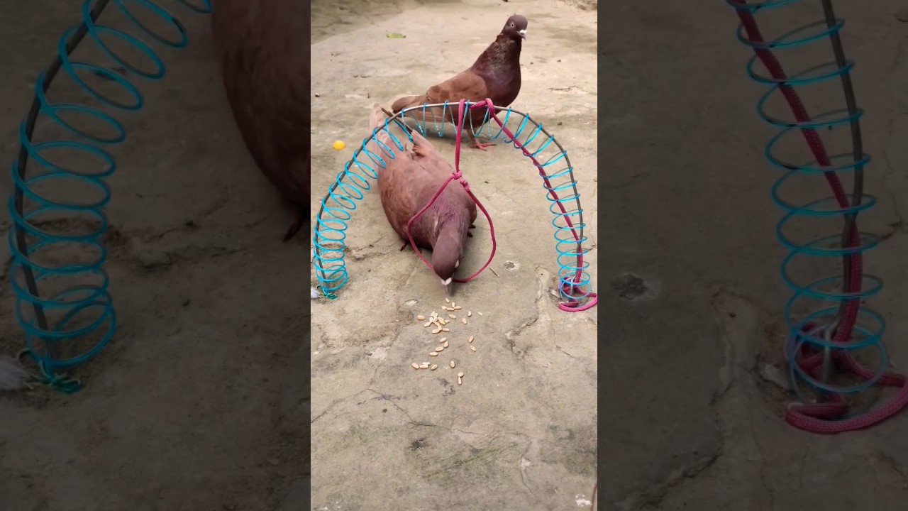 Create amazing bird trap pigeon // Creativity quick pigeon trap