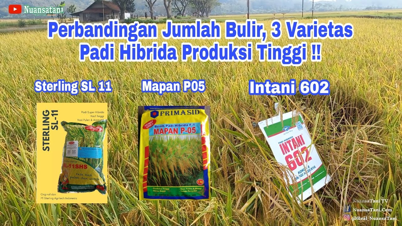 Padi Unggul, Perbandingan Jumlah Bulir, Intani 602, Sterling SL 11 dan Mapan P05 !!