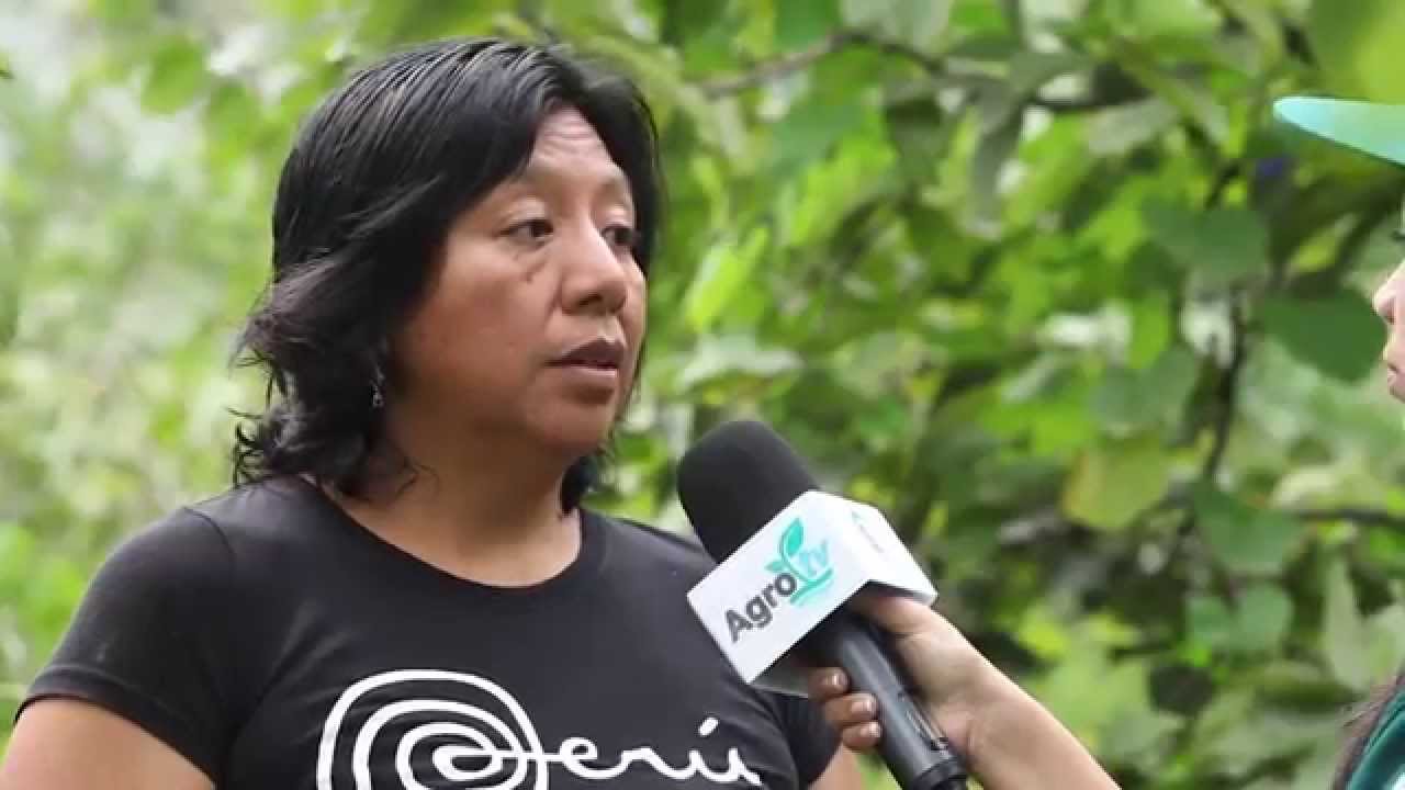AgroTV 8: Experiencias exitosas de productores de chirimoya y palta orgánica