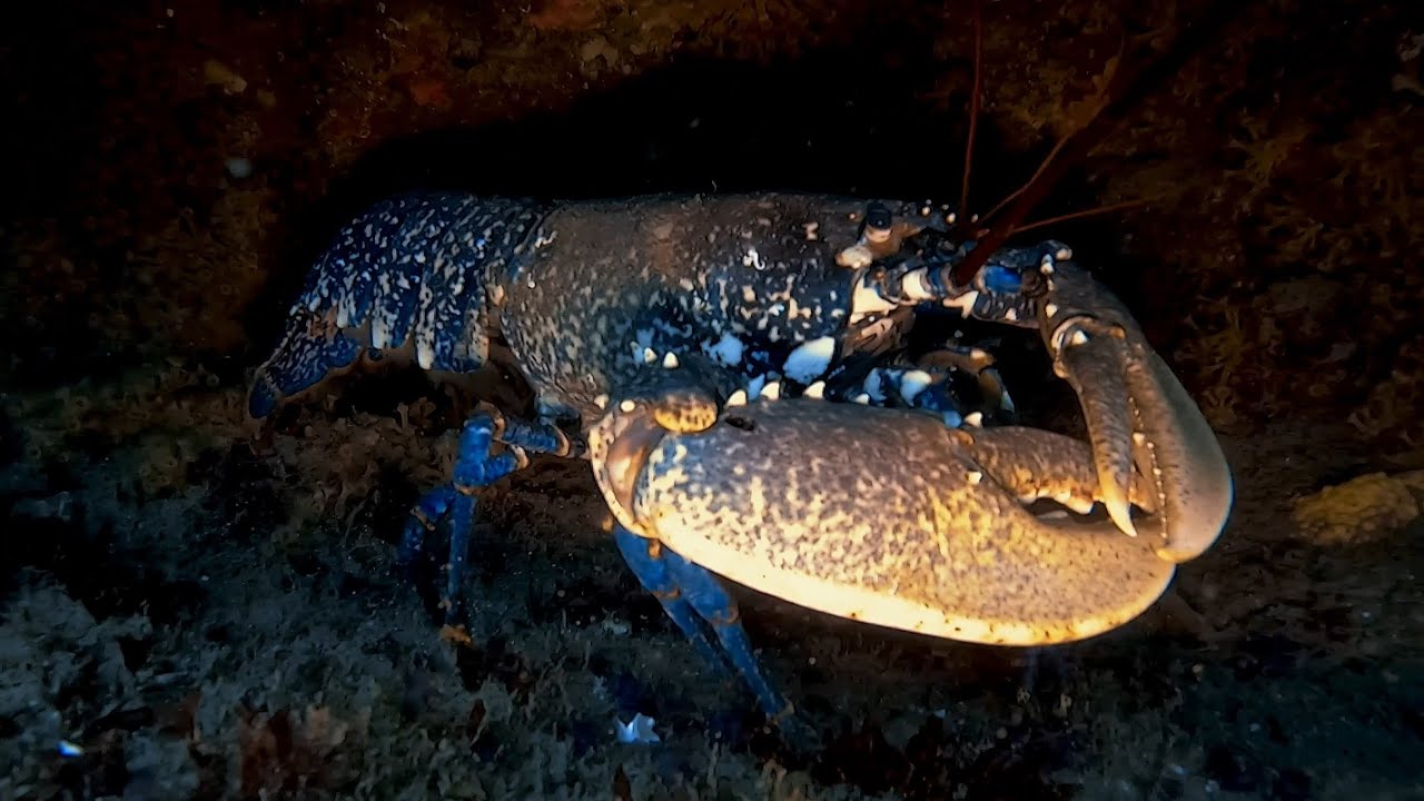 La Llastra. Lastres. (Asturias) Club de Buceo Aqua y Astuerasub. Bogavante. Bugre
