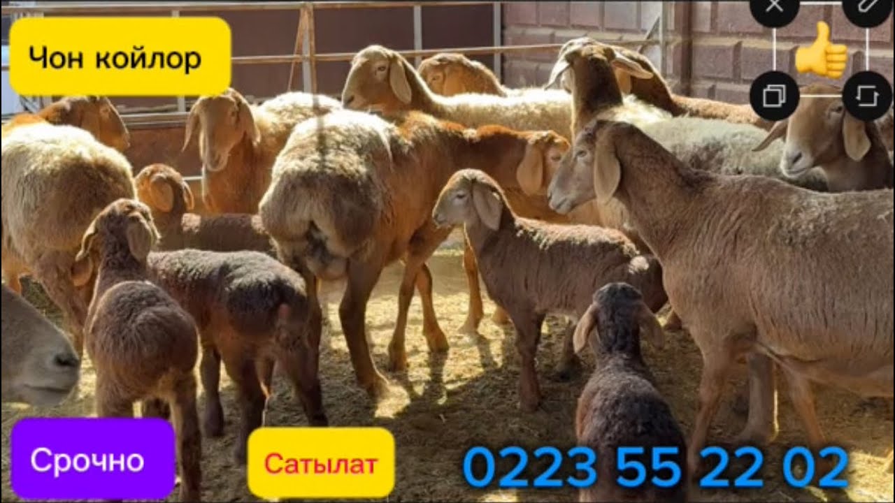 3 партия. Чон койлор сатылат .