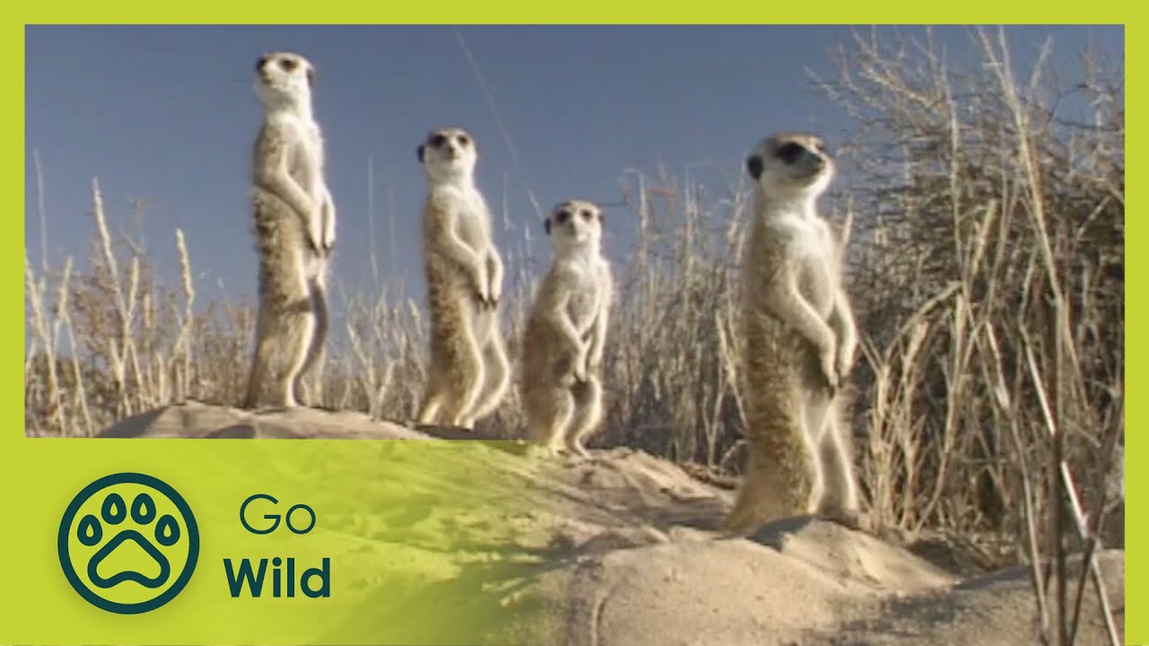 Meerkats - Fantastic Creatures - Go Wild