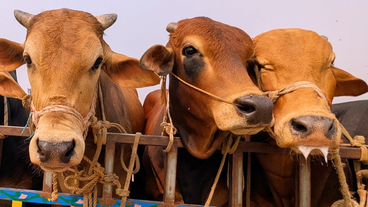 cow video, goru video, cow unloading, cow videos, animal, big cow,  hamba cow, Ep-11