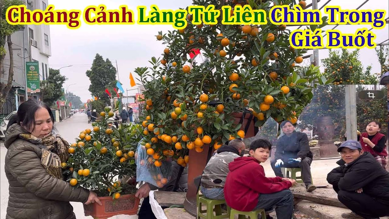 Toàn Cảnh Làng Quất Tứ Liên Nhộn Nhịp Dưới Bầu Trời Giá Buốt