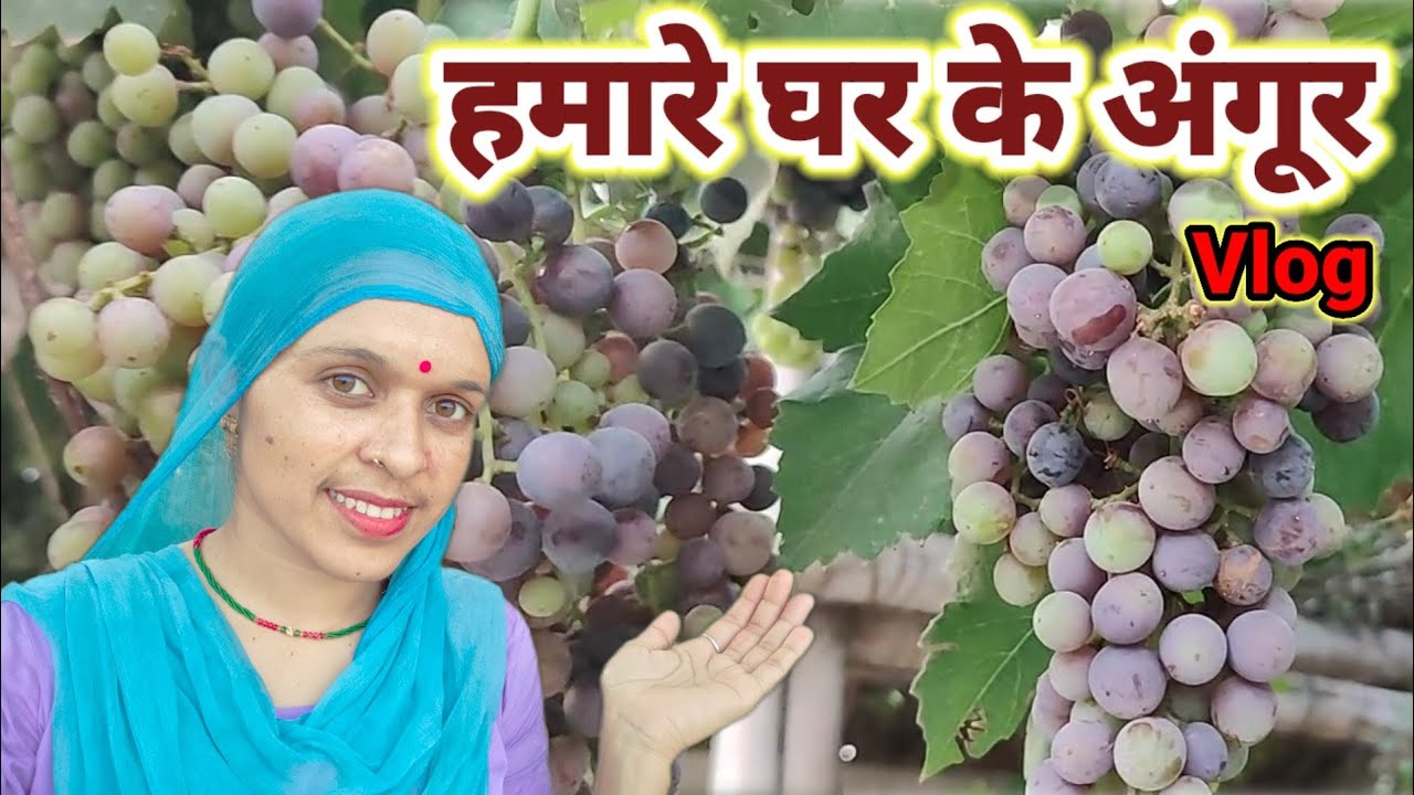 हमारे घर के अंगूर🍇 // How To Grow Black Grapes In My House// #chouhanvlogs #vlog #dailyvlog