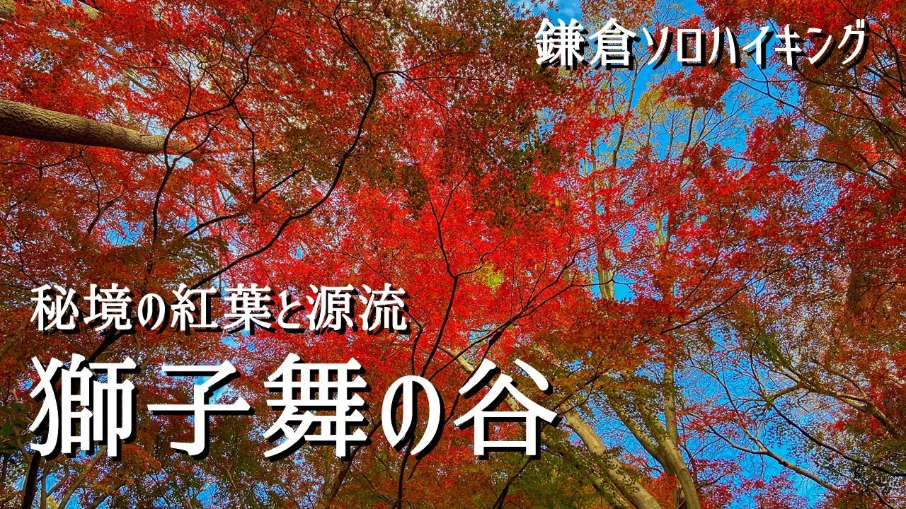 【鎌倉ソロハイキング】明月院の奥から天園ハイキングコースを通って獅子舞の谷へ紅葉を求めて
