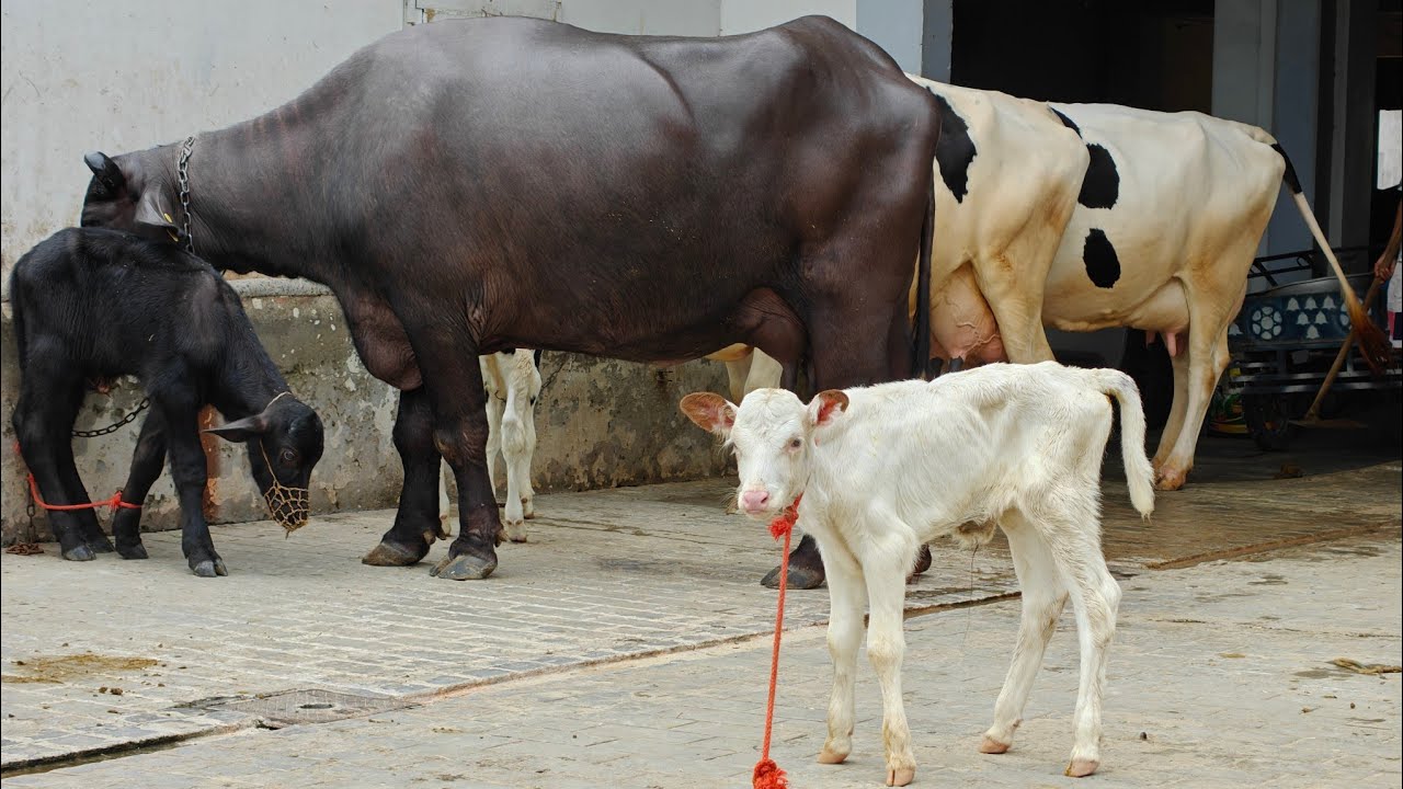 5 Animals for sale, 5 ਪਸ਼ੂ ਵਿਕਾਊ 