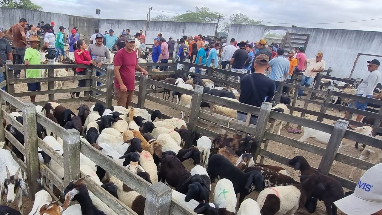 Feira de bode cabras e ovelhas em cachoeirinha-Pe 27-11-2025 muitas criações 