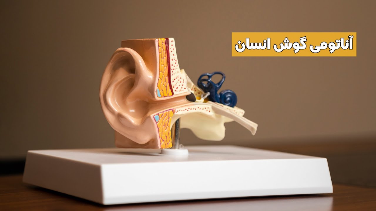 آناتونی گوش انسان؛ گوش خارجی، گوش میانی، گوش داخلی