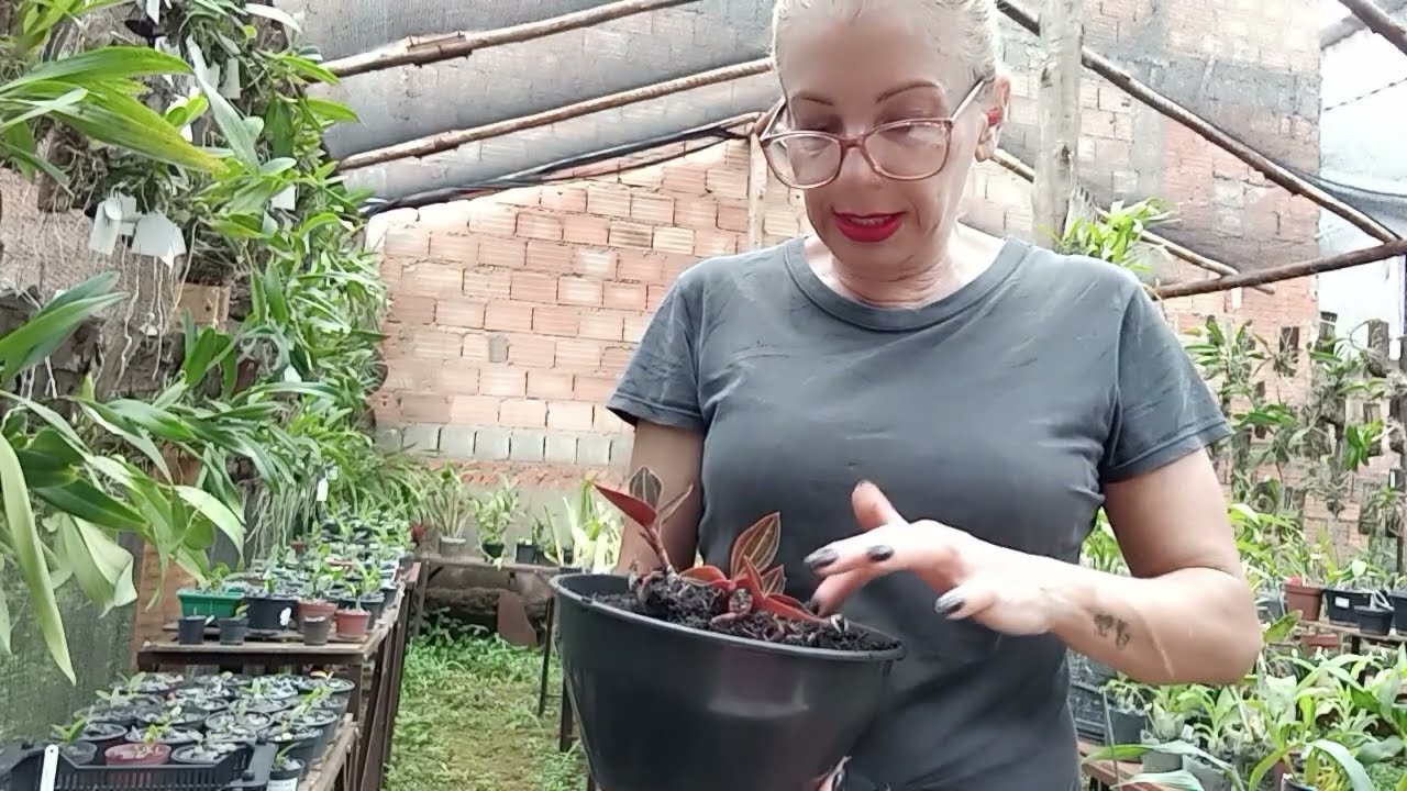 Como replantar orqu&iacute;dea Pipoca #orqu&iacute;deasemcasa 