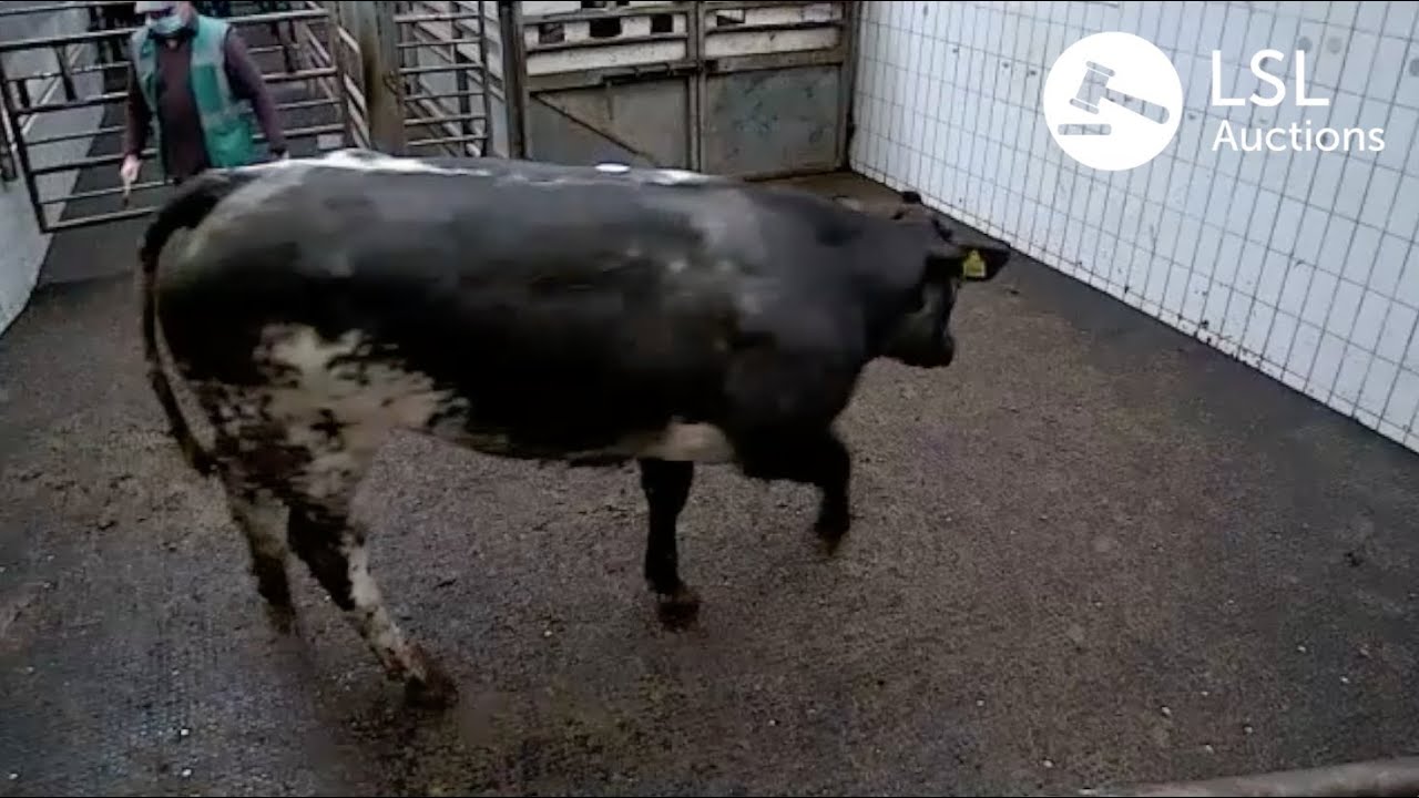 LSL Auctions - Blue Heifer must see lot from Ennis Mart - Lot 122 sold for 2560 - LSLAuctions.com