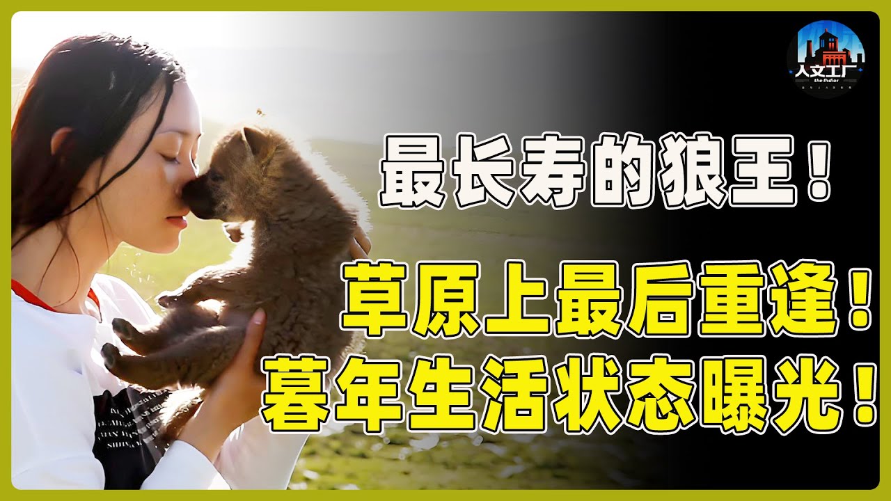 史上最长寿的狼王！与格林在草原上最后的重逢！曝光格林暮年生活状态！#重返狼群 #李微漪 #马未都#许子东#尹烨#圆桌派 #圆桌派第八季 #格林