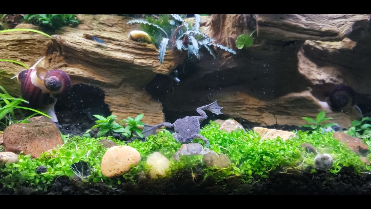 Added Pom Pom Crab to Community Tank