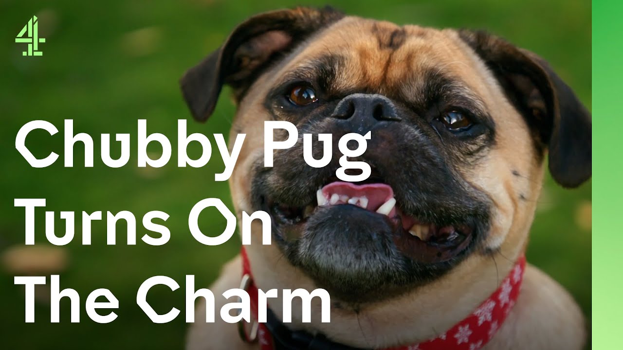 Can chubby pug, Bentley, help a heartbroken lonely widower? | The Dog House 🐶 | Dog Stories