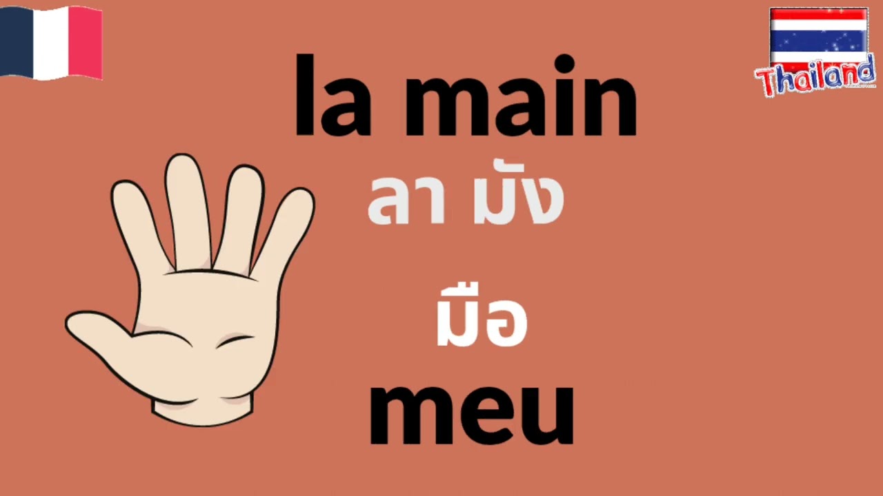 ภาษาฝรั่งเศส ส่วนต่างๆของร่างกาย       Thaï  Vocabulaire le corps humain    learnthai Learn French