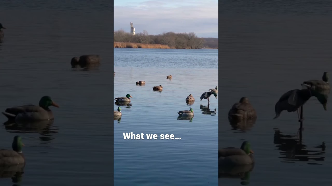 The COOLEST DRONE SHOT of a decoy spread! 😍🦆