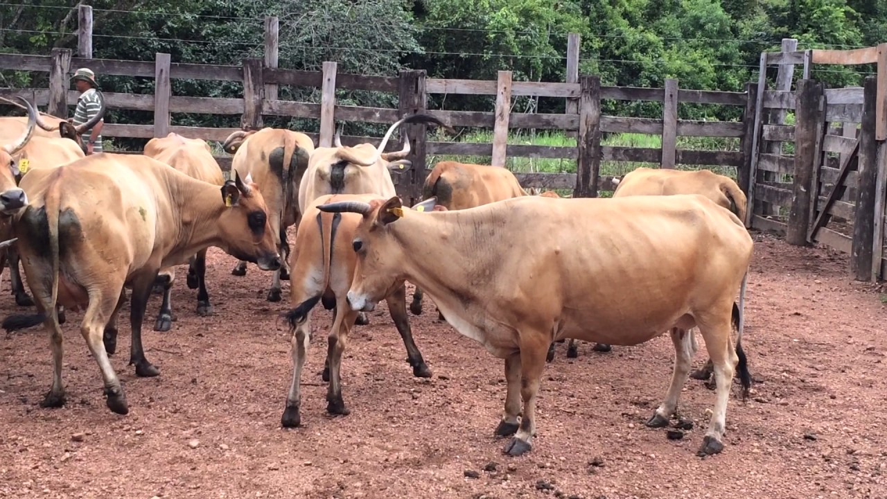Gado Curraleiro