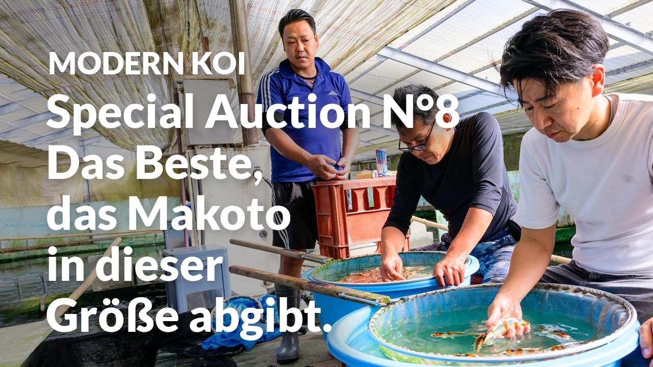 Alle Koi der Special Auction No. 8 im Detail erklärt | Konishi Koi News